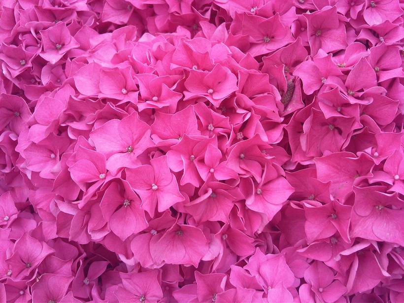 Flower, Hydrangea, Hortenzia, Pink, Color Frenzy